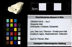 Foto (Objekt + Etiketten) von Decapoda indet. 